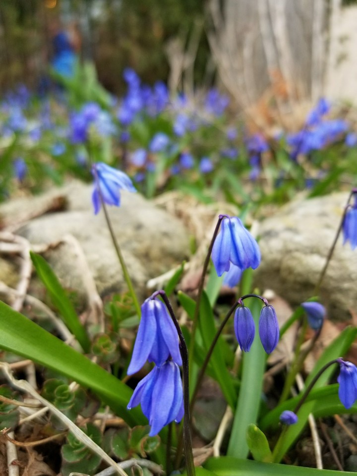 Garden flowers