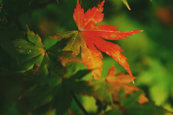 maple