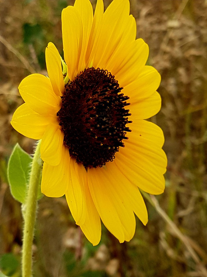 girasole