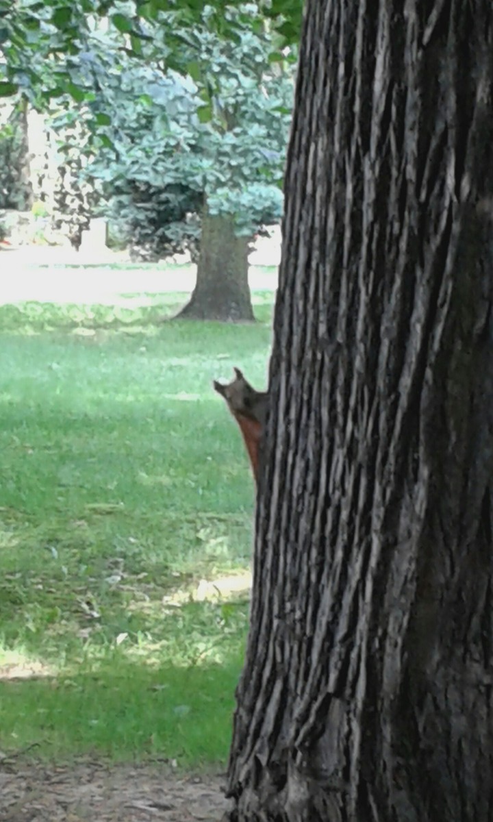 squirrel on a tree