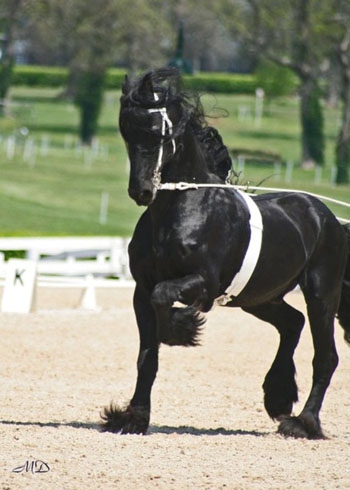 Horses
