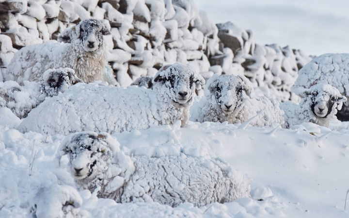 woolies in snow