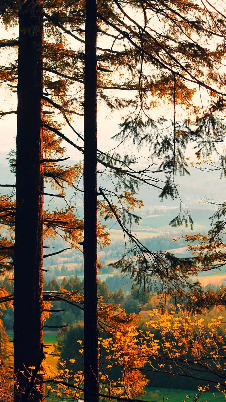 Hojas del otoño.