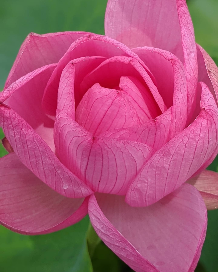 蓮の花