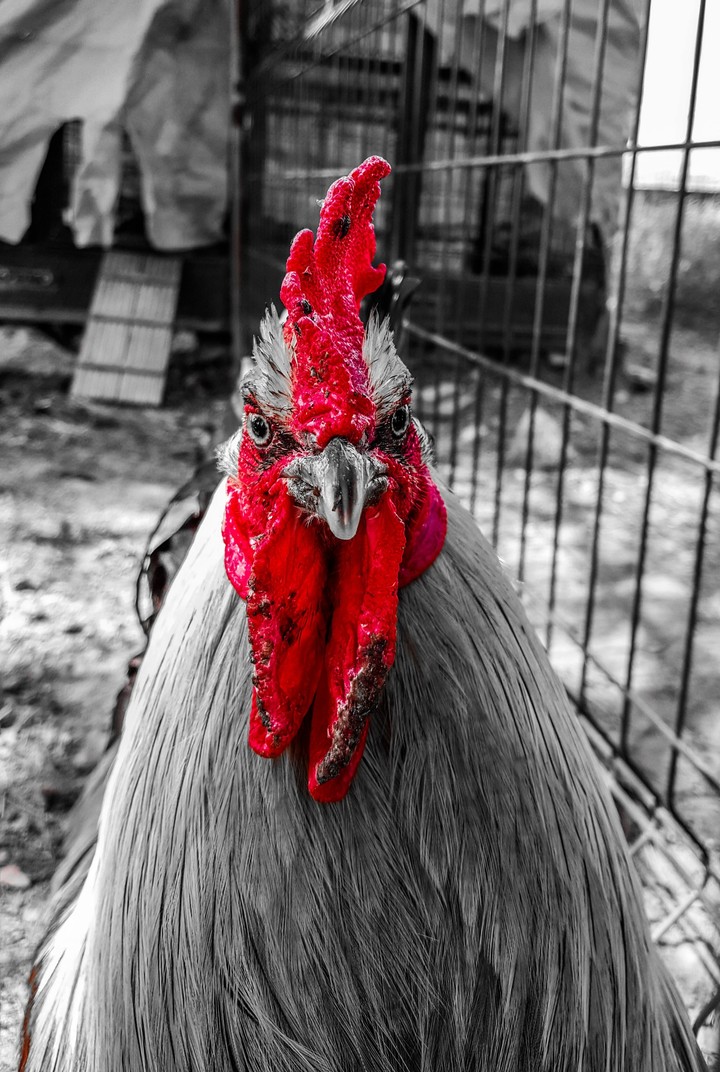 horoz rooster