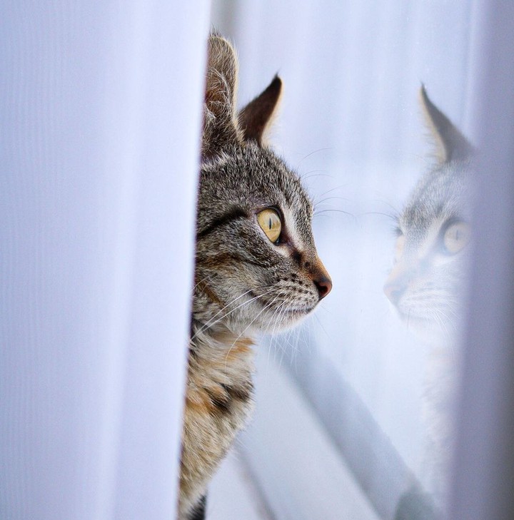 Kitty