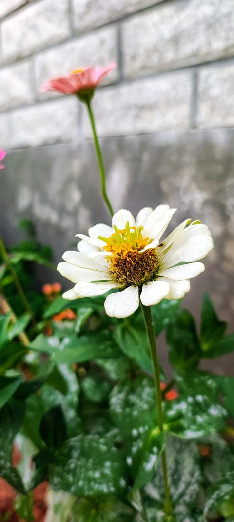papéis de parede green, Yellow