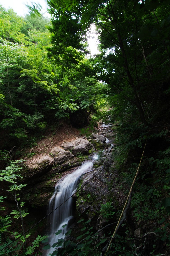 Scenics