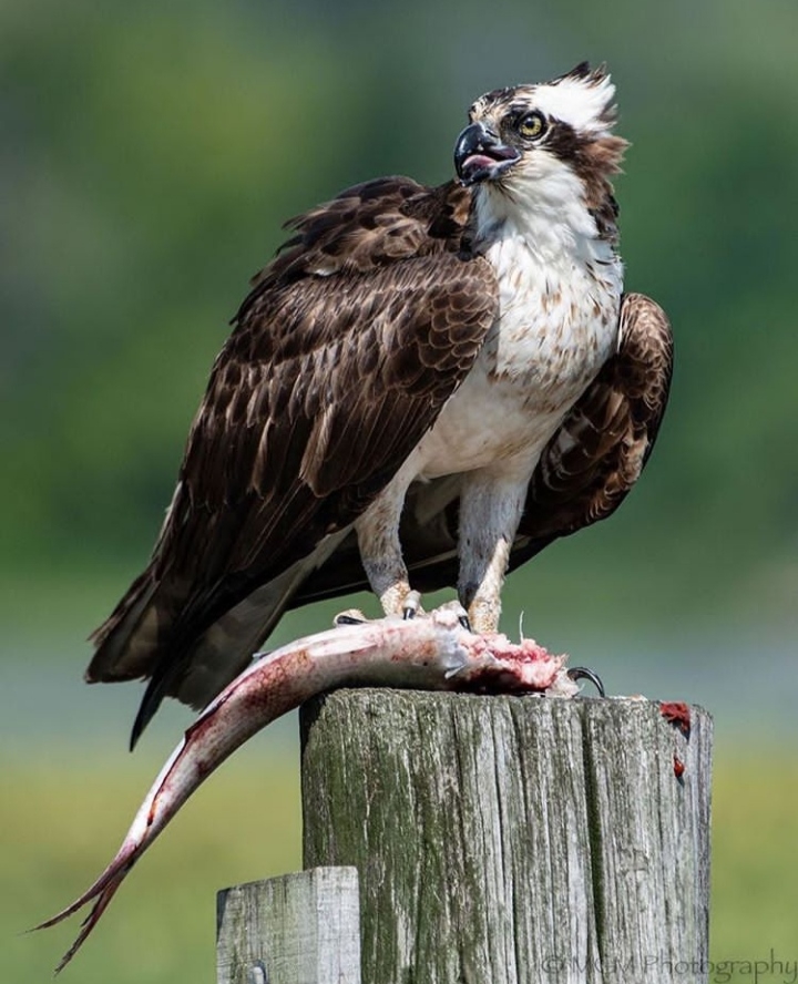 Eagle