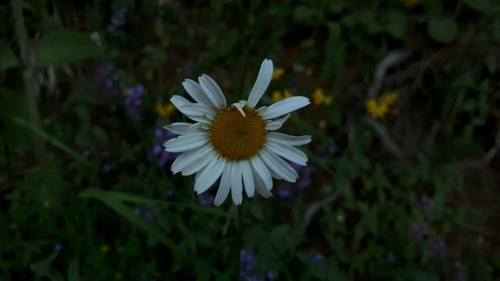 daisy