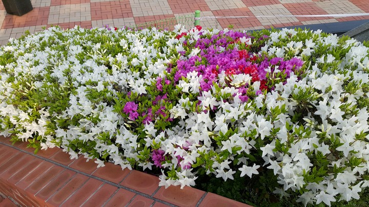 decoration