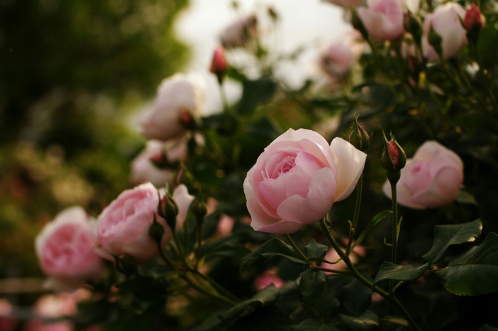 Rose