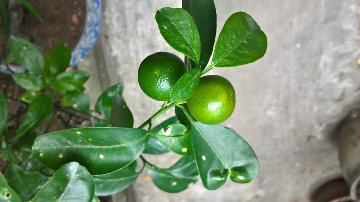 My fruits