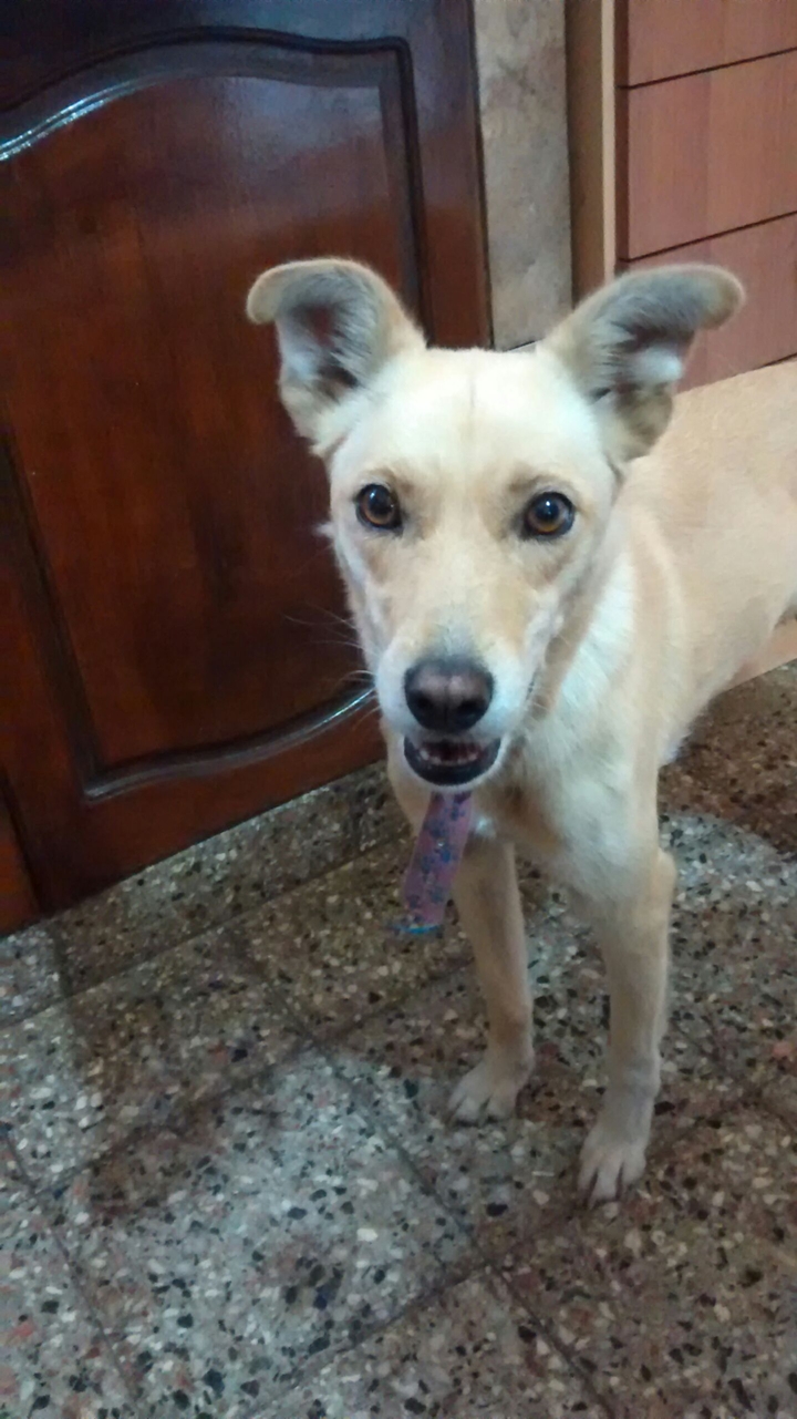 Dog
