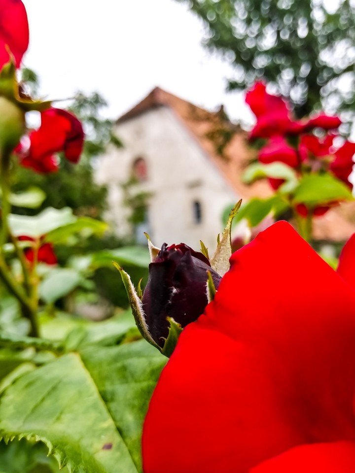 rose
