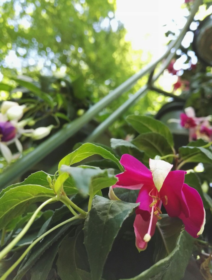 Flower
