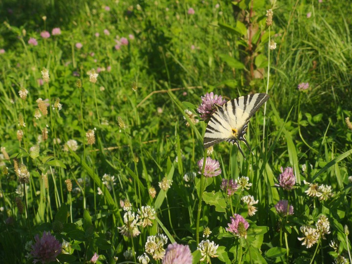 #butterfly