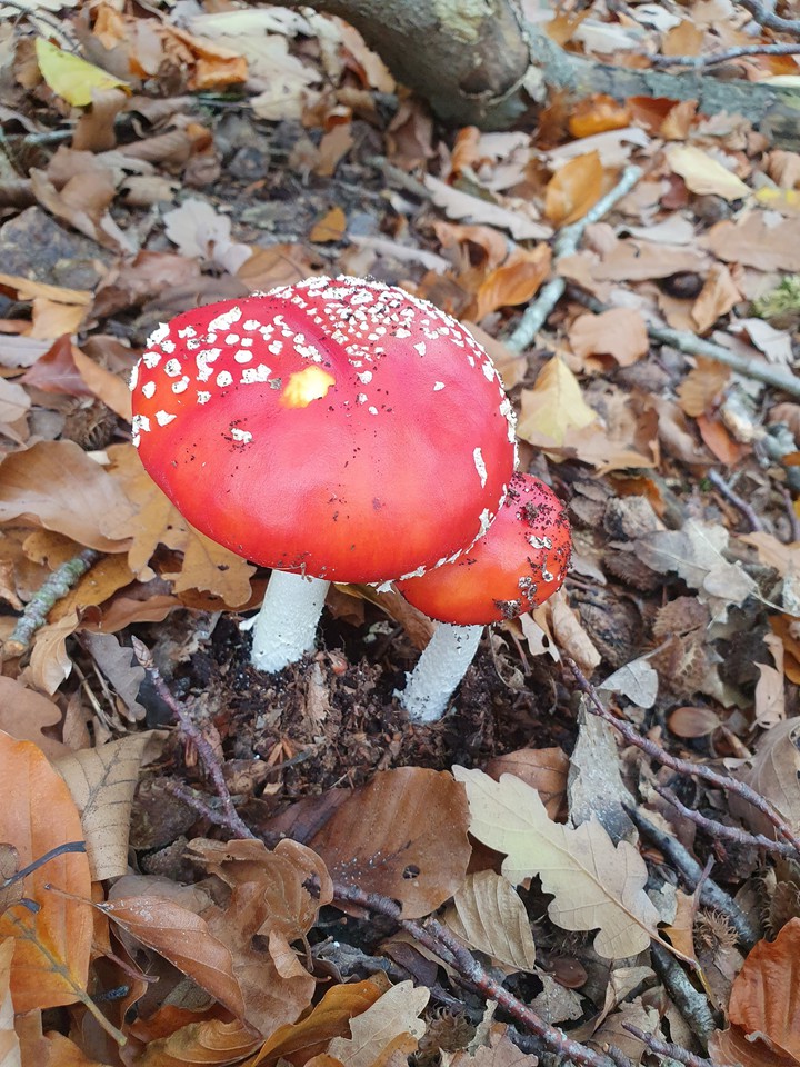 mushroom