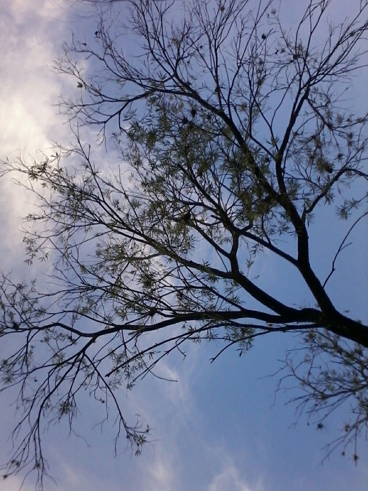 Summer Morning