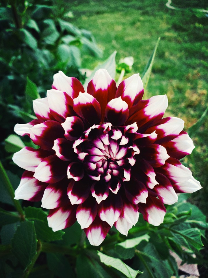 # flowers