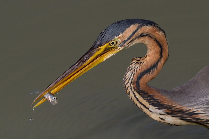 bird
