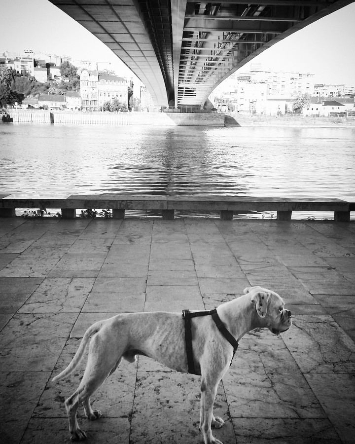 Boxer brigde