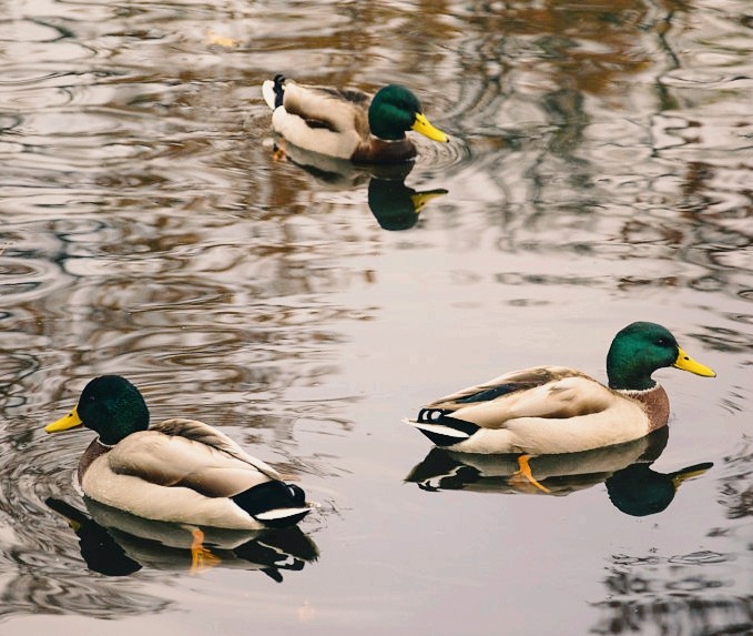 Colorful Ducks...Mallards