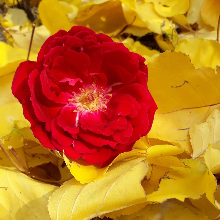 rose