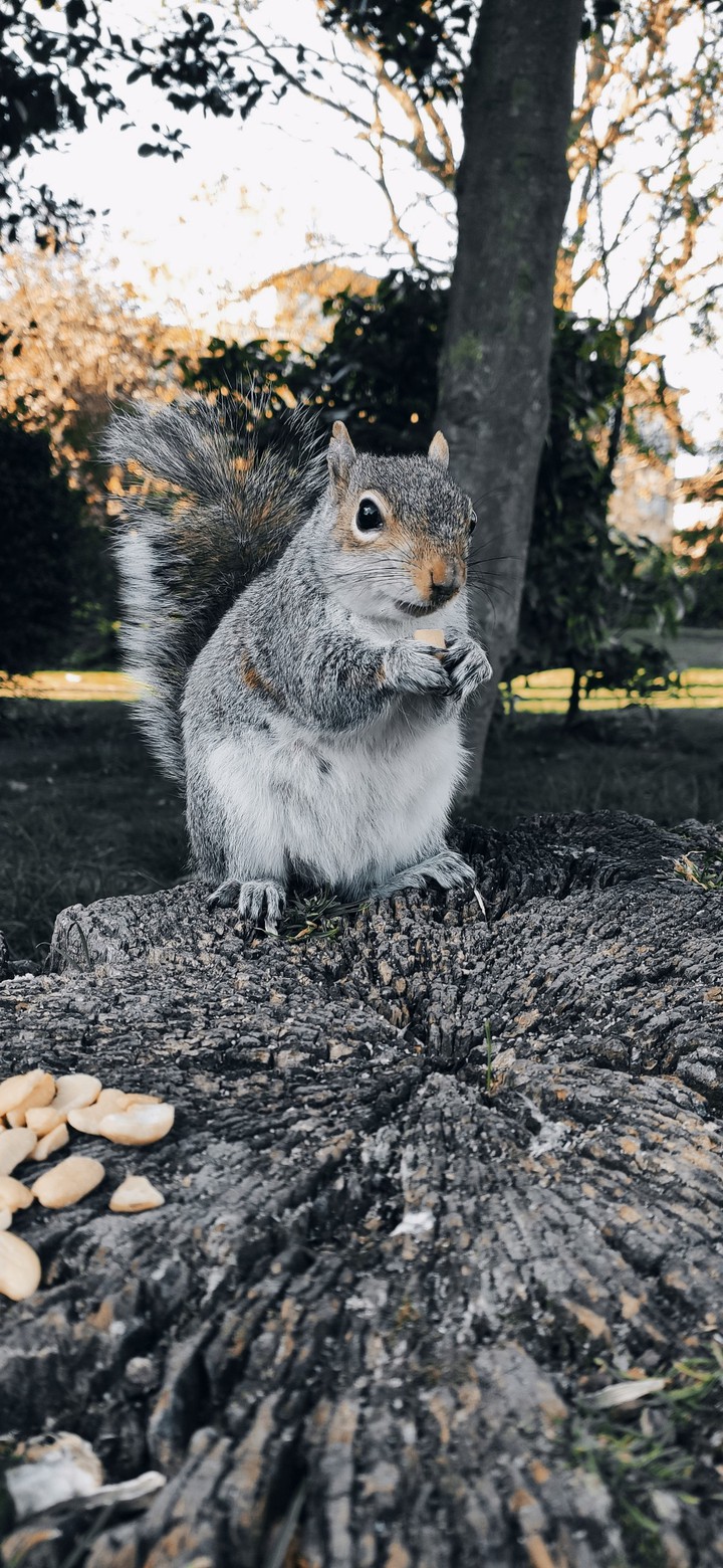 squirrel