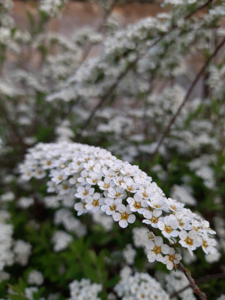 flower #white
