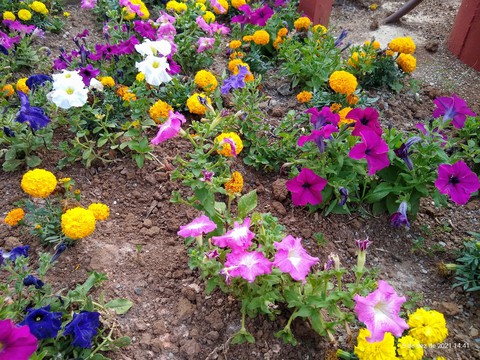 sfondi flower, purple