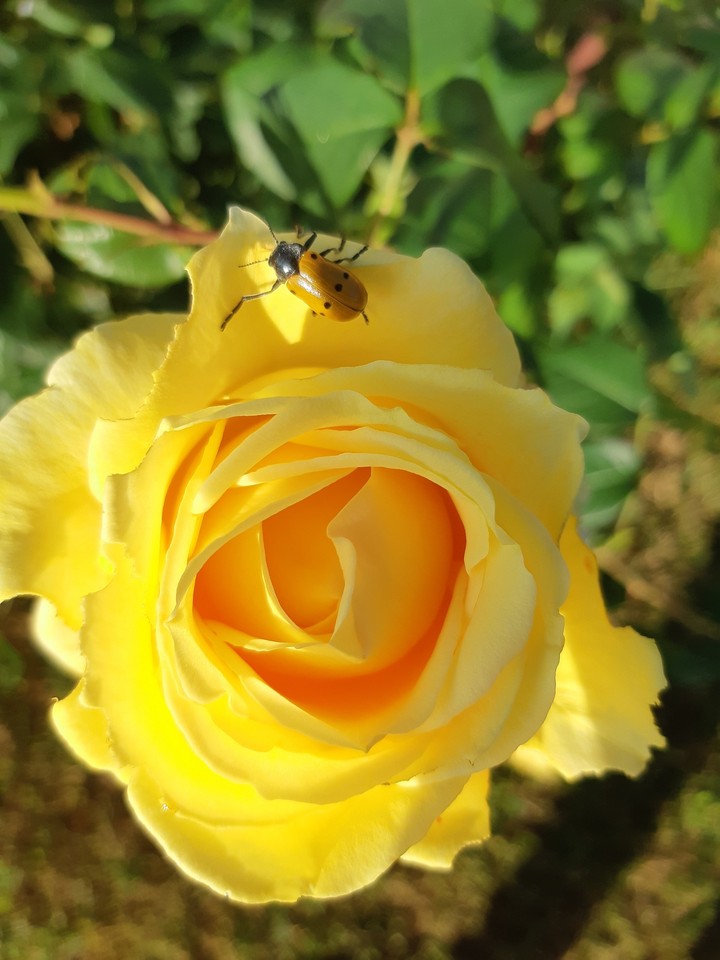 ladybug on rose