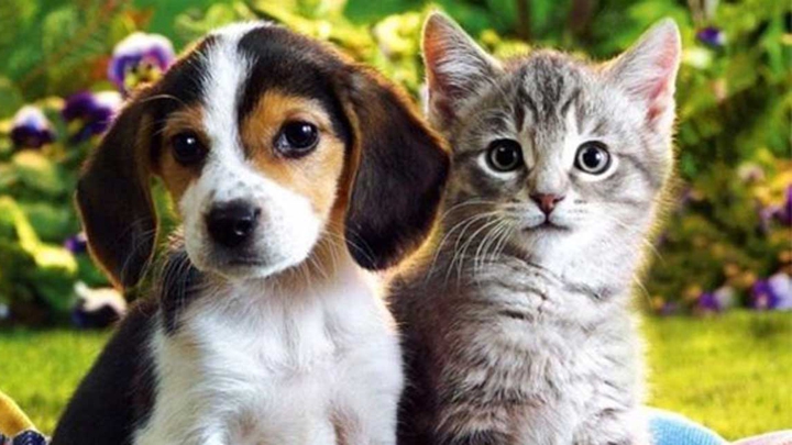 Amistad