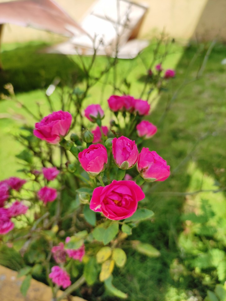 rose