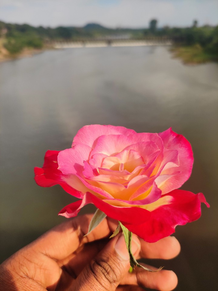 Red_rose