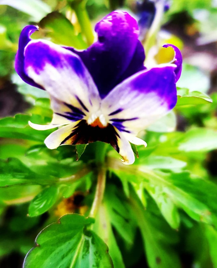 violet