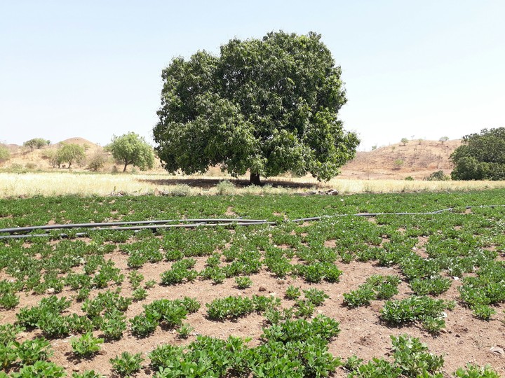 Mango Tree