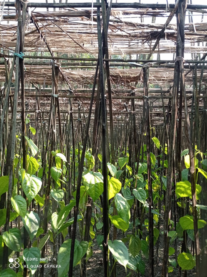 betel plants