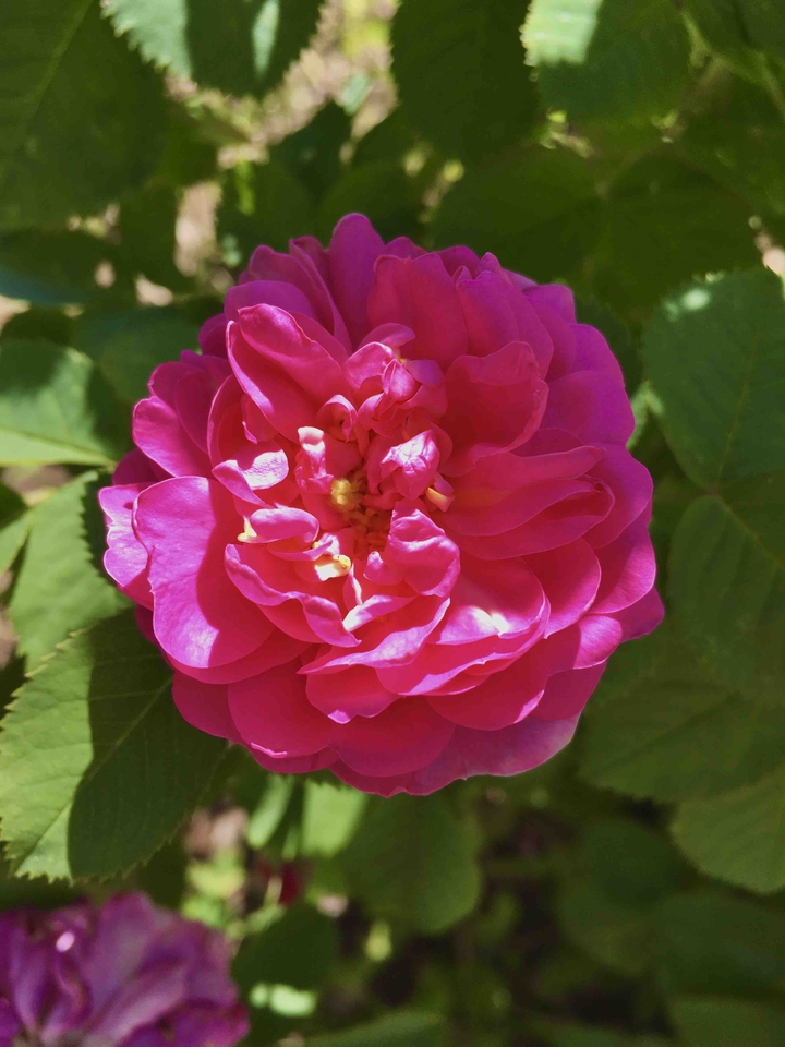 rose