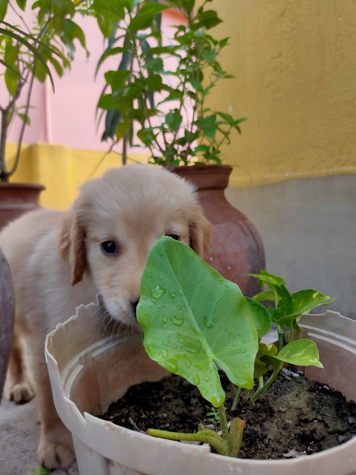 golden retriever#puppy#dog#goldenretriverpuppy