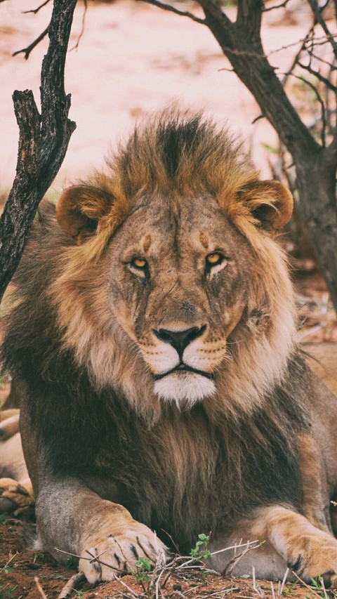 sfondi wildlife, mane