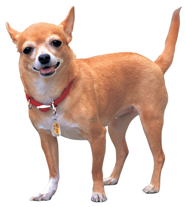동물