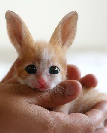 RABBIT