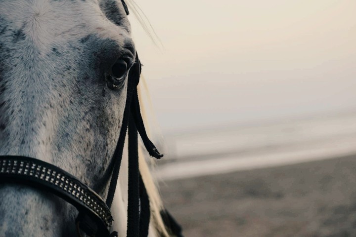 Horse Click One Of The Best