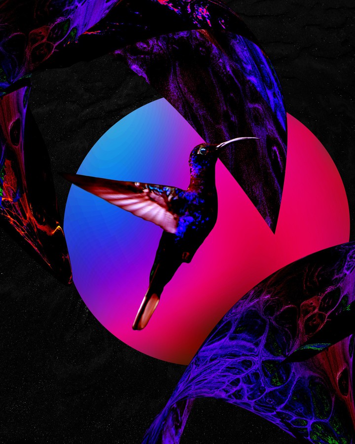 hummingbird