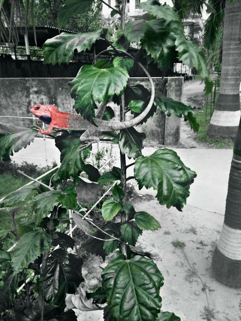 chameleon