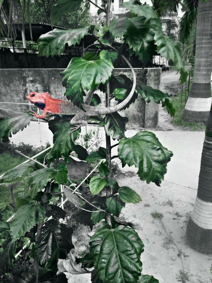 chameleon