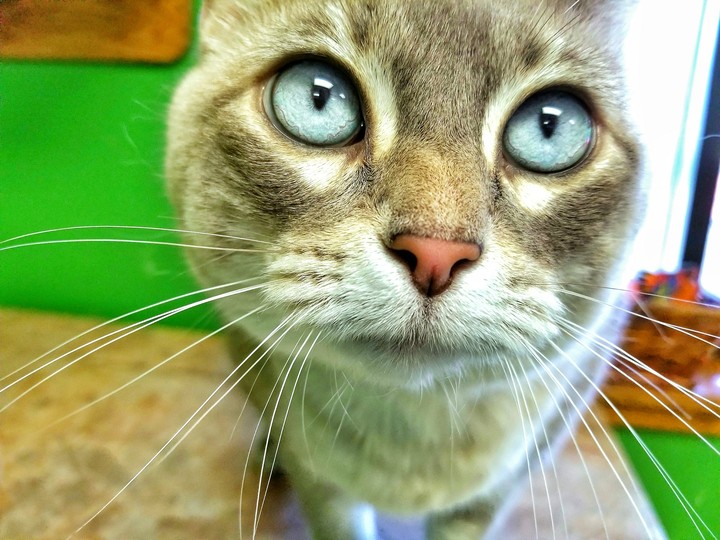 Kitty Blue Eyes