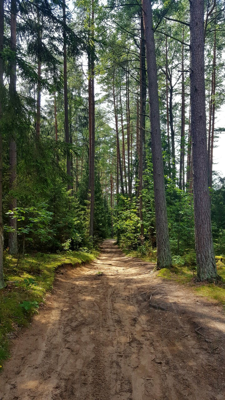 Forest, Poland