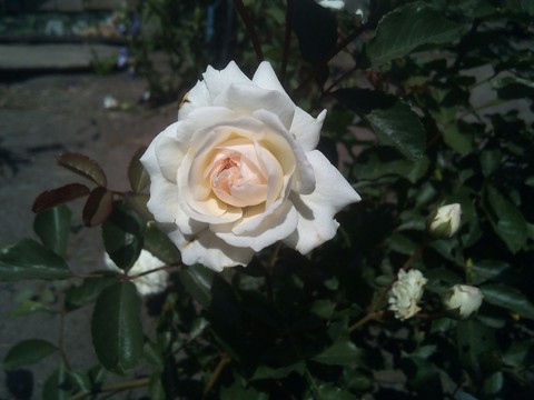 Rose